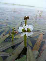 ����� ���������� ���������