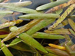 ����� ���������� ���������