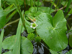 ����� ���������� ���������