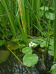 ����� ���������� ���������