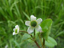 ����� ���������� ���������