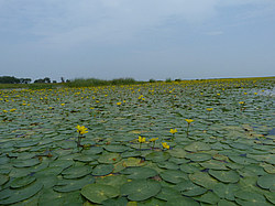 ����� ���������� ���������