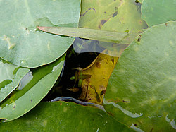 ����� ���������� ���������