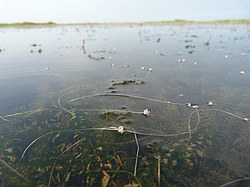 ����� ���������� ���������