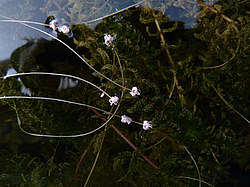 ����� ���������� ���������