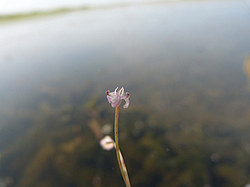 ����� ���������� ���������