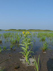 ����� ���������� ���������