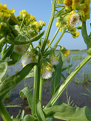 ����� ���������� ���������