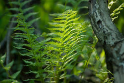 ����������. ������������ �������, ������.