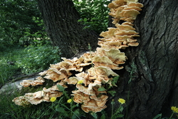 ����� ���������. ������������ �������, ������.