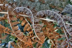 ����������. ������������ �������, ������.