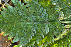 ����������. ������������ �������, ������.