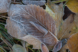 ������ ���� (Ulmus sp., Ulmaceae) � ����. ������� �������. ������������ �������.
