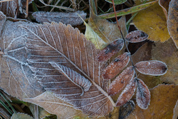 ������ ���� (Ulmus sp., Ulmaceae) � ����. ������� �������. ������������ �������.