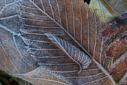 ������ ���� (Ulmus sp., Ulmaceae) � ����. ������� �������. ������������ �������.