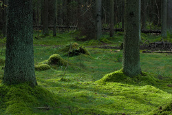 ������-������������. ����� ����� ��������������� ��������� ��������.