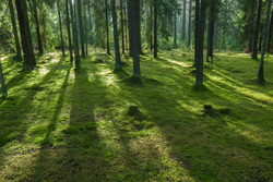 ������-������������. ����� ����� ��������������� ��������� ��������.