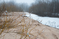 ��� (Salix) �� ���������� �����. �������� ������ ��������������� ��������� ��������.