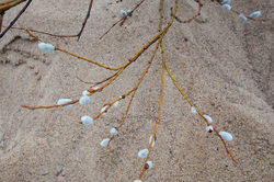 ��� (Salix) �� ���������� �����. �������� ������ ��������������� ��������� ��������.