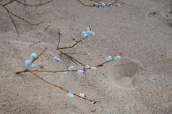 ��� (Salix) �� ���������� �����. �������� ������ ��������������� ��������� ��������.