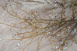 ��� (Salix) �� ���������� �����. �������� ������ ��������������� ��������� ��������.