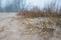 ��� (Salix) �� ���������� �����. �������� ������ ��������������� ��������� ��������.