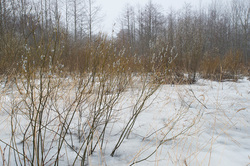 ��� (Salix) �� ���������� �����. �������� ������ ��������������� ��������� ��������.