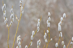 ��� (Salix) �� ���������� �����. �������� ������ ��������������� ��������� ��������.