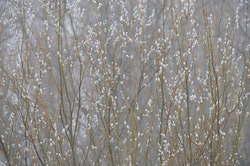 ��� (Salix) �� ���������� �����. �������� ������ ��������������� ��������� ��������.