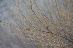 ��� (Salix) �� ���������� �����. �������� ������ ��������������� ��������� ��������.
