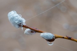 ��� (Salix) �� ���������� �����. �������� ������ ��������������� ��������� ��������.