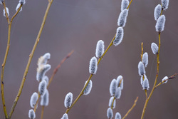 ��� (Salix) �� ���������� �����. �������� ������ ��������������� ��������� ��������.