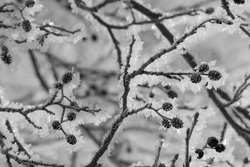 ���� �� �������� ������. ������ �����. ��������������� ��������� �������� 