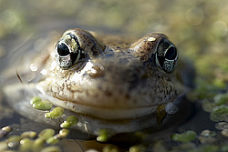 ������� � ����, ����� �����