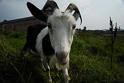 �������, ����, �������� �����