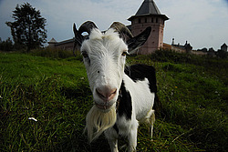 �������, ����, �������� �����