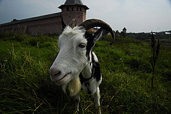 �������, ����, �������� �����