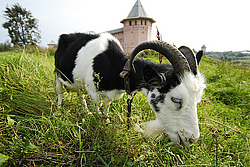 �������, ����, �������� �����