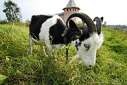 �������, ����, �������� �����