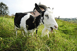 �������, ����, �������� �����