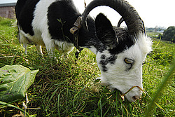 �������, ����, �������� �����