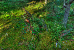 ������ (Picea abies). ����� ����� ��������������� ��������� ��������.