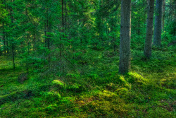 ������ (Picea abies). ����� ����� ��������������� ��������� ��������.