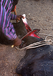 ��������� �����