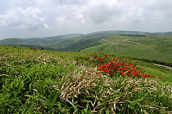 ������, ������