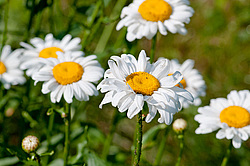 ������� ���������� �������� �������