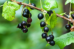 ������ ��������� � ��������� �����