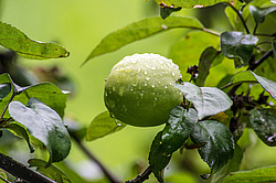 ������ ����� �����