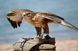 ����� �� �����