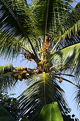 ������ �� �������� �����, ������������� �����, ��������� �������, �����, ������������� ����������, �����-����